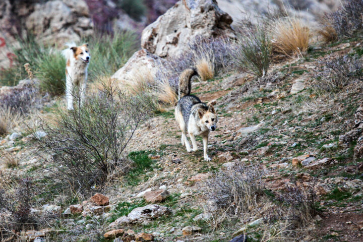 کمیته ساماندهی گرگاسهای تاقبستان کرمانشاه تشکیل شد