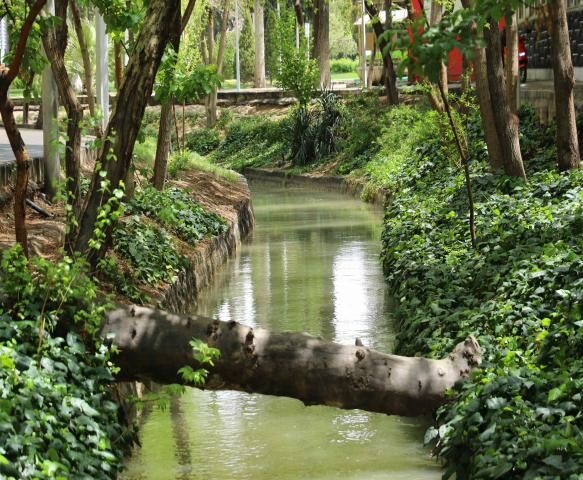 جریمه قطع درختان در اصفهان بازدارنده نیست جریمه قطع درختان در اصفهان بازدارنده نیست