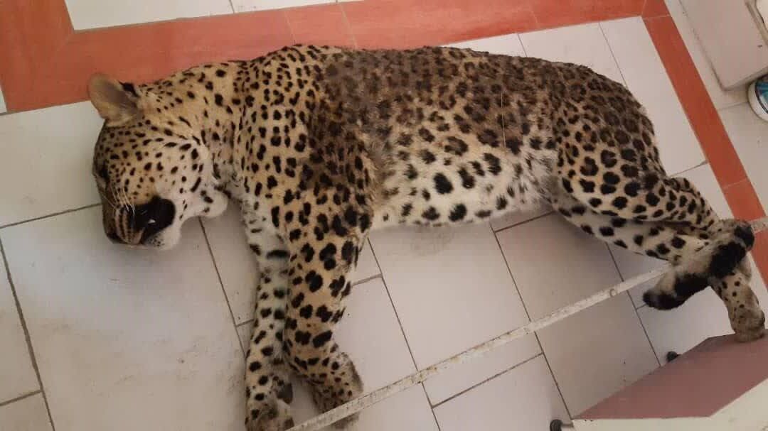 جسد یک قلاده پلنگ در جنگلهای کلاله پیدا شد جسد یک قلاده پلنگ در جنگلهای کلاله پیدا شد