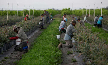  بهره‌کشی صنایع کشاورزی آمریکا از قاچاق نیروی کار