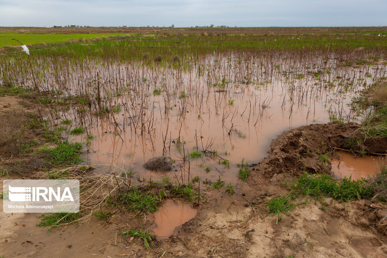 خسارت بارندگی به زمین‌های کشاورزی شادگان ۵۰ میلیارد ریال اعلام شد