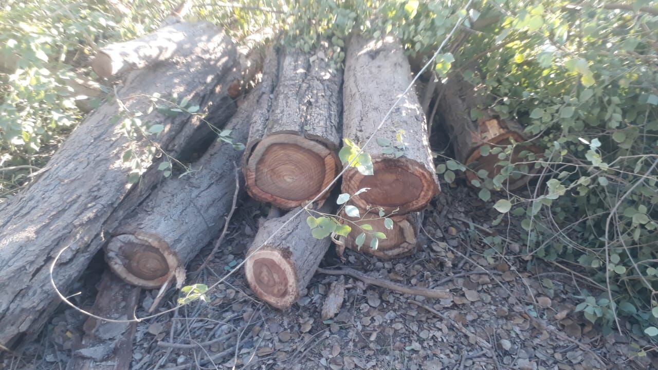 درگیری نیروهای منابع طبیعی با متخلفان قطع درختان در دزفول 