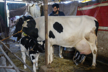 تولید شیر از دامداری های سنتی گاو وگاومیش در صومعه سرا
