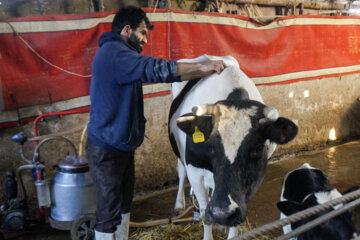 تولید شیر از دامداری های سنتی گاو وگاومیش در صومعه سرا