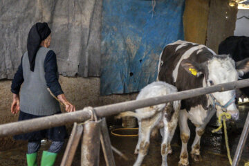 تولید شیر از دامداری های سنتی گاو وگاومیش در صومعه سرا