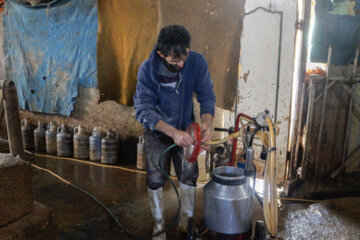 تولید شیر از دامداری های سنتی گاو وگاومیش در صومعه سرا