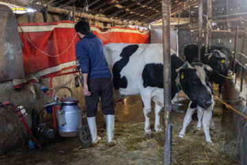 تولید شیر از دامداری های سنتی گاو وگاومیش در صومعه سرا