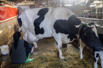 تولید شیر از دامداری های سنتی گاو وگاومیش در صومعه سرا