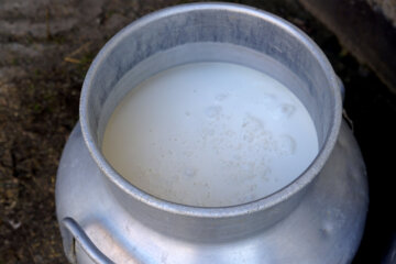 تولید شیر از دامداری های سنتی گاو وگاومیش در صومعه سرا