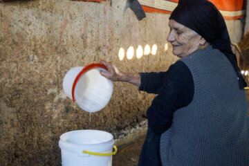 تولید شیر از دامداری های سنتی گاو وگاومیش در صومعه سرا