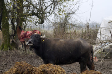 تولید شیر از دامداری های سنتی گاو وگاومیش در صومعه سرا