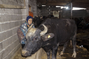 تولید شیر از دامداری های سنتی گاو وگاومیش در صومعه سرا