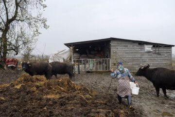 تولید شیر از دامداری های سنتی گاو وگاومیش در صومعه سرا