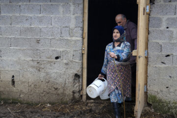 تولید شیر از دامداری های سنتی گاو وگاومیش در صومعه سرا