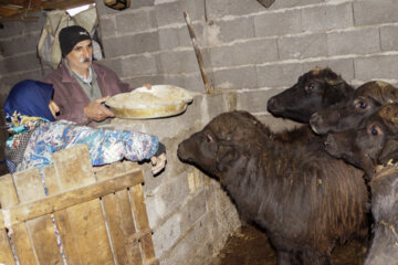 تولید شیر از دامداری های سنتی گاو وگاومیش در صومعه سرا