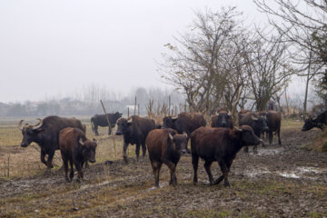 تولید شیر از دامداری های سنتی گاو وگاومیش در صومعه سرا