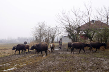 تولید شیر از دامداری های سنتی گاو وگاومیش در صومعه سرا