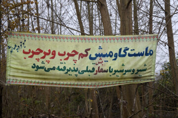 تولید شیر از دامداری های سنتی گاو وگاومیش در صومعه سرا