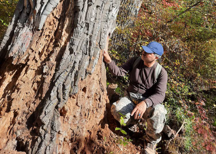 آفت و بیماری، بلای جان جنگلهای گلستان است آفت و بیماری، بلای جان جنگلهای گلستان است