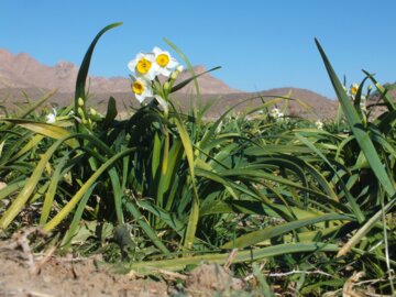 برداشت گل نرگس در خراسان جنوبی