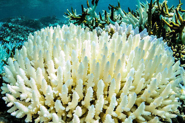 کاشت ۱۰۰۰ مرجان در آبهای بوشهر کاشت ۱۰۰۰ مرجان در آبهای بوشهر