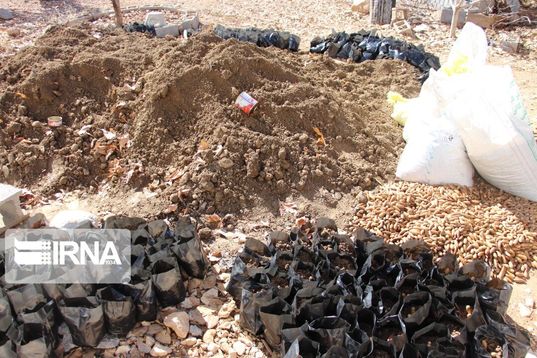 سپاه فتح کهگیلویه و بویراحمد برای احیای جنگلهای زاگرس وارد عمل شد