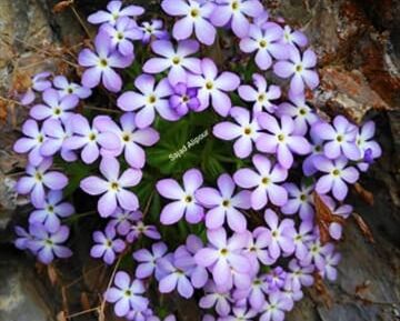 کشف گونه گیاهی با نام عروس سنگ کافتری در اقلید فارس کشف گونه گیاهی با نام عروس سنگ کافتری در اقلید فارس