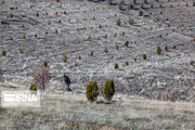 نهالکاری در ۲۰۰ هکتار بیابان‌های شهرستان آرادان آغاز شد