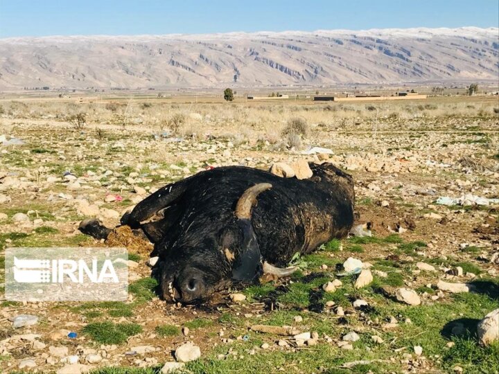 لاشههای مردار و سفره شاهانه سگان در کوار فارس
