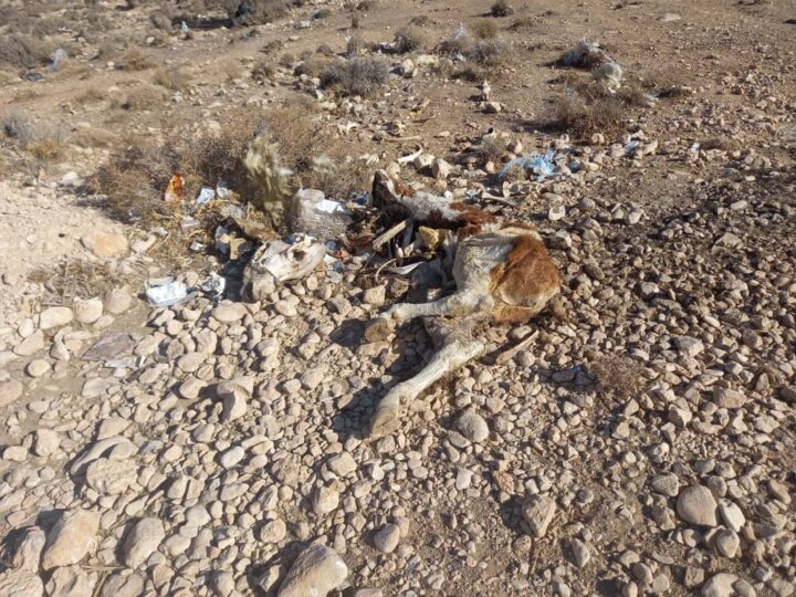 لاشههای مردار و سفره شاهانه سگان در کوار فارس