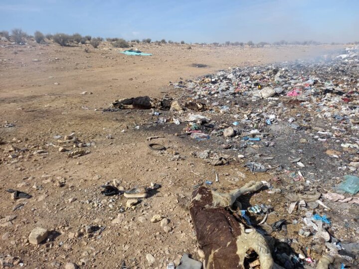 لاشههای مردار و سفره شاهانه سگان در کوار فارس