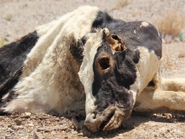 لاشههای مردار و سفره شاهانه سگان در کوار فارس