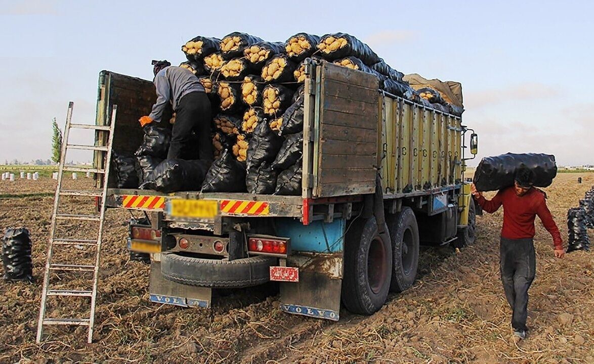 Dargaz exports 122,000 tons potato to Turkmenistan