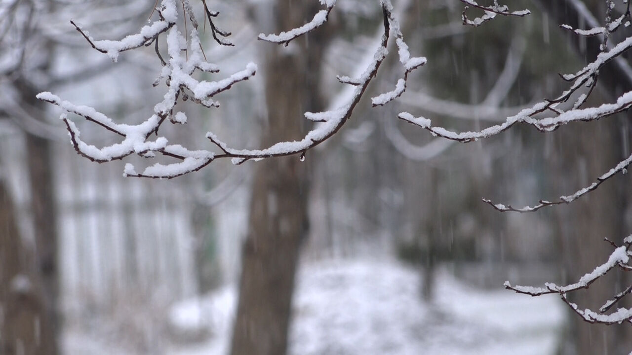 برف، سپیدان فارس و بخش دشت ارژن شیراز را سفیدپوش کرد  برف، سپیدان فارس و بخش دشت ارژن شیراز را سفیدپوش کرد