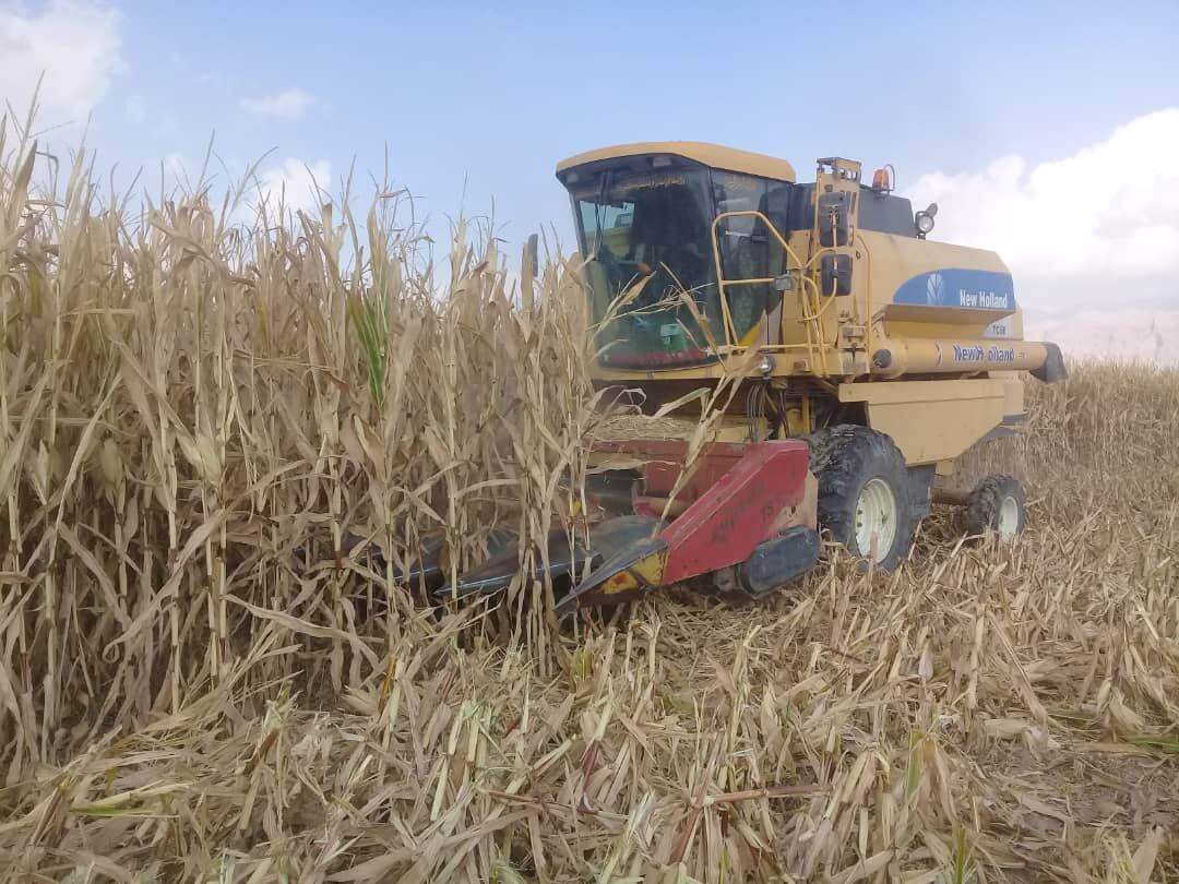 برداشت ذرت از مزارع فسا در استان فارس پایان یافت برداشت ذرت از مزارع فسا در استان فارس پایان یافت