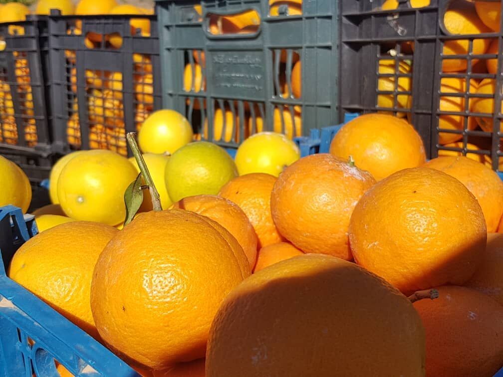 باغ نمونه جهرم در دست بهسازی است  باغ نمونه جهرم در دست بهسازی است