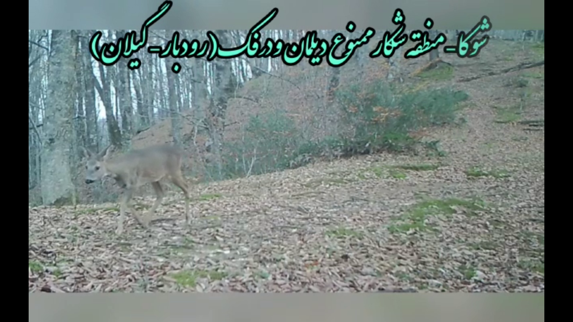 فیلم تنوع زیستی و گونه‌های در معرض خطر گیلان