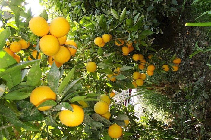 مرکبات مازندران در راه بازار جهانی/ کشاورزان یکجا فروشی باغ نکنند