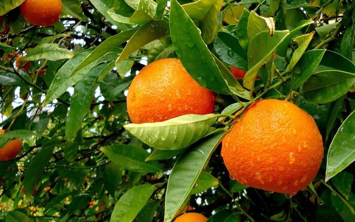 بی رغبتی باغداران مازندران نسبت به احیای باغهای مرکبات
