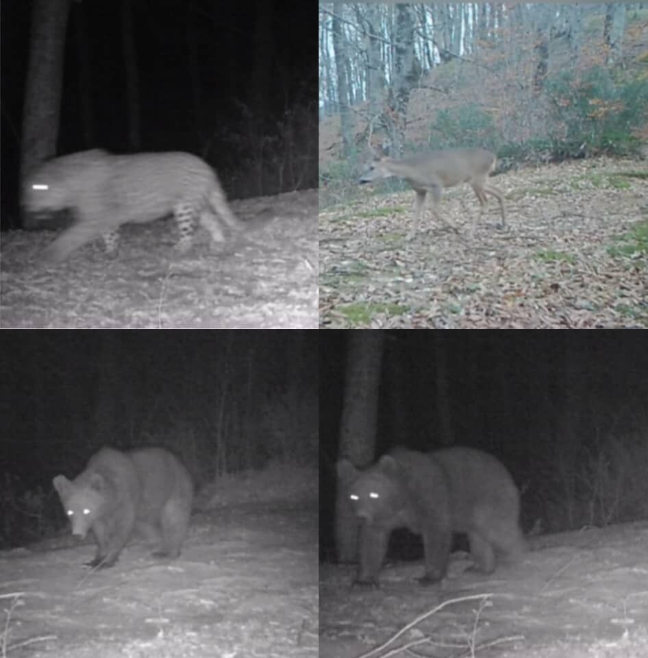 ثبت تصاویر تنوع زیستی کمنظیر و در معرض خطر در منطقه شکار ممنوع گیلان ثبت تصاویر تنوع زیستی کمنظیر و در معرض خطر در منطقه شکار ممنوع گیلان