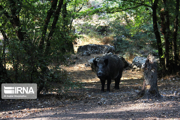 حفاظت از پارک ملی گلستان نیازمند مشارکت عمومی است