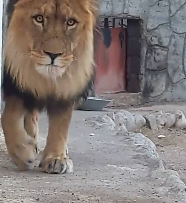 محیط زیست کرمان تغذیه شیرِ پیرِ سیرجان را تامین میکند