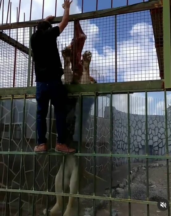 محیط زیست کرمان تغذیه شیرِ پیرِ سیرجان را تامین میکند