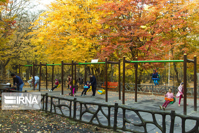 سال آینده ۱۲ میلیون نهال در گلستان تولید میشود