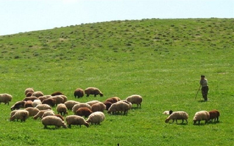 مدیریت ۷۰۰ هکتار از مراتع شهرستان ملایر به بهره‌برداران احاله شد