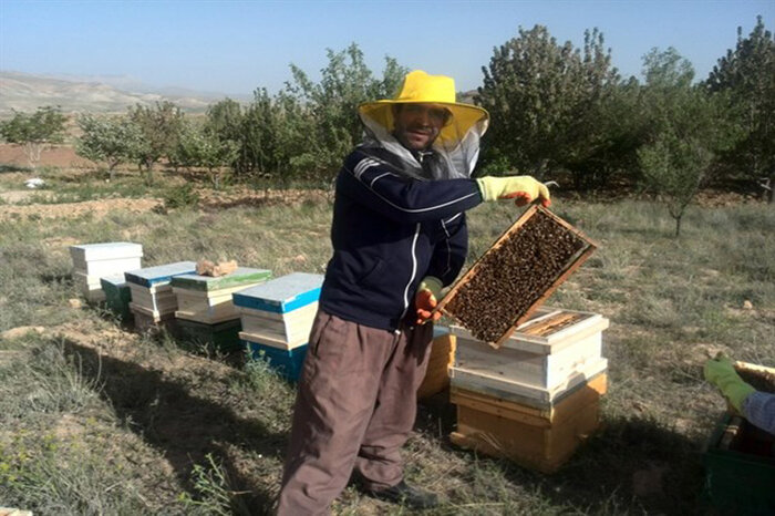 کام شیرین اقتصاد فارس با ۵۸۷ پهنه تولیدی عسل/آغاز سرشماری سراسری زنبورستان‌ها