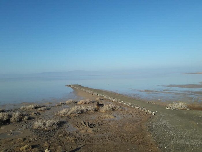 مهمانان سیبری در آغوش «کجی»