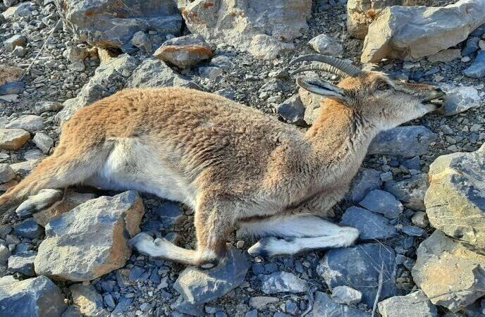 بیماری طاعون نشخوار کنندگان کوچک در چالوس مهار شد  