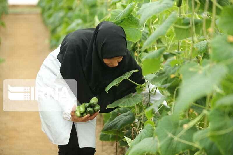 ۴۴۲ پروانه تاسیس و بهره برداری کشاورزی در استان تهران صادر شد ۴۴۲ پروانه تاسیس و بهره برداری کشاورزی در استان تهران صادر شد