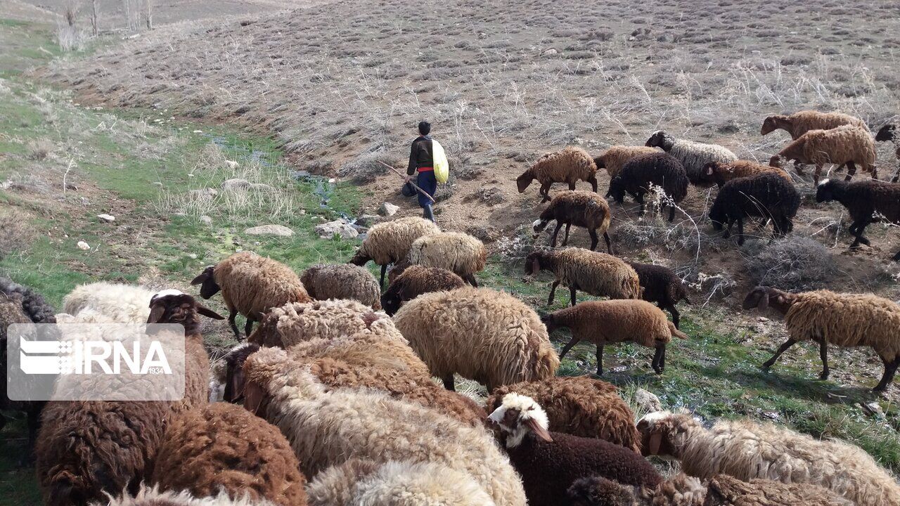 راهکارهای علمی ضرورتی برای رفع مشکلات دامپروری سنتی در گلستان 